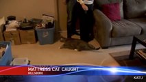 Cat Mistakenly Sold In Box Spring Reunited With Owners