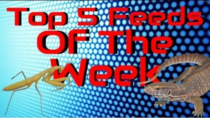Monitors And More! - Top 5 Feeds Of The Week - Episode 2