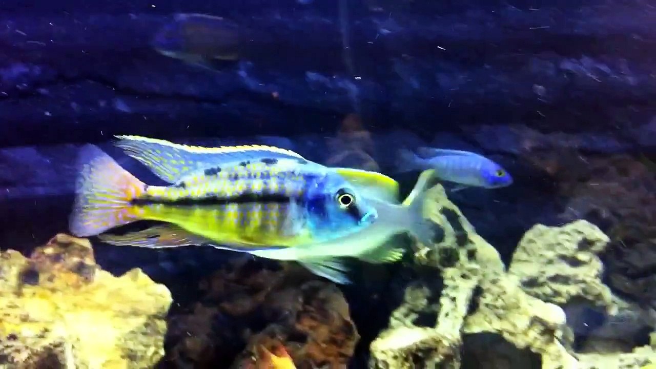African Cichlid 100G Tank - Malawi + Blue Zaire Frontosa Moba