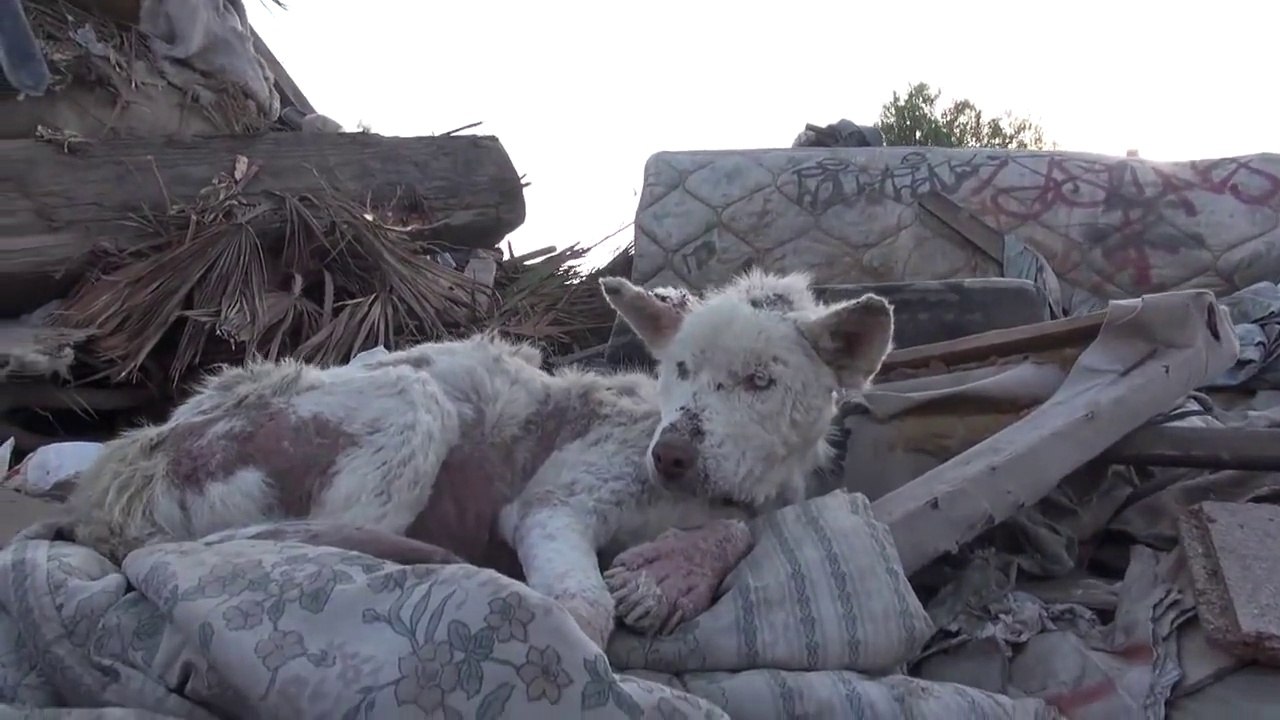 A homeless dog living in a trash pile gets rescued, and then does something amazing! Please share.