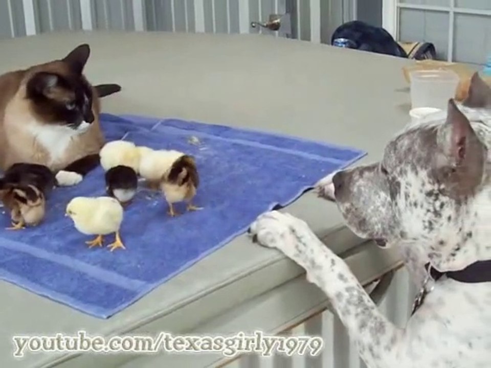 AMAZING! PitBull & Cat & Chicks!