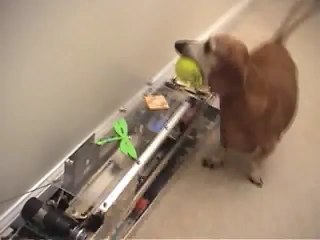 Jerry Needs No Help Playing With His Ball.