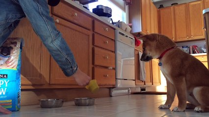 Kibo Is Smart And Learns Very Quickly