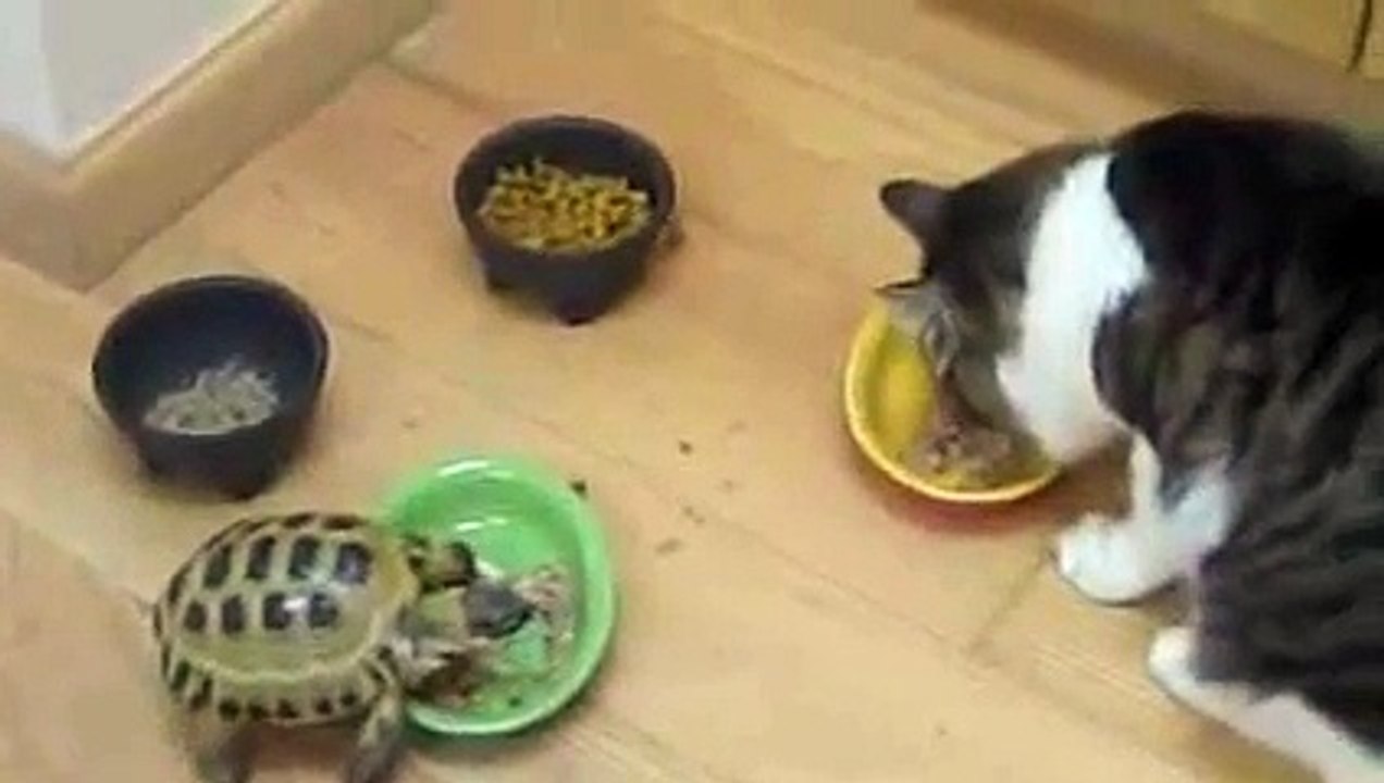 Turtle vs Two Cats
