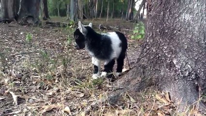 Baby Goat Thinks Is So Cute And Takes High Jumps