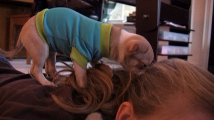 Cute Puppy Playing - Chico the Chihuahua