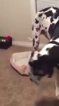 Giant dog Vs. Little bed... Hilarious pet!