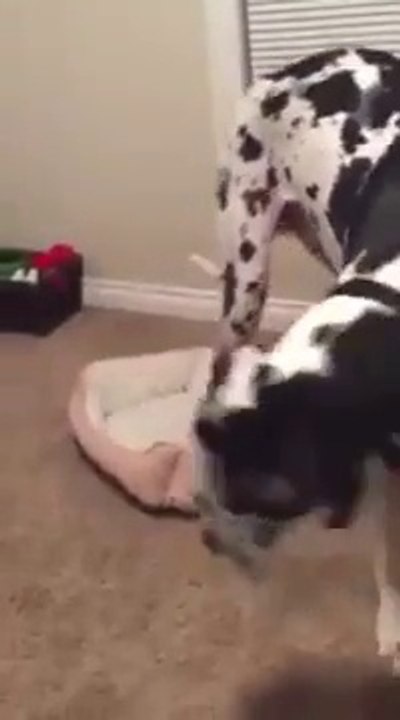 Giant dog Vs. Little bed... Hilarious pet!