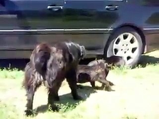 dogs break up a cat fight lol