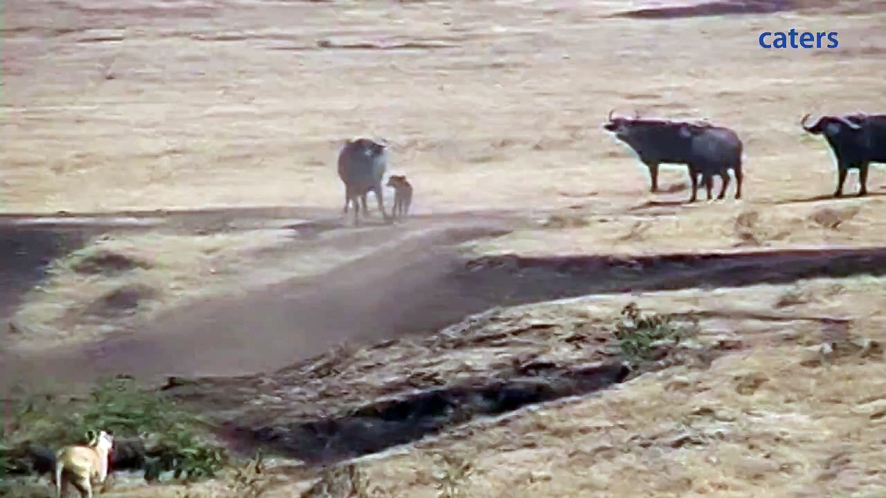 Hero Buffalo Saves Calf From Pride Of Lions