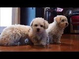 Bichon Frise puppies for sale September 2, 2013
