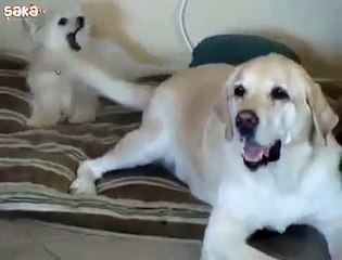 Kuyruğuyla Arkadaşını Tokatlayan Köpek