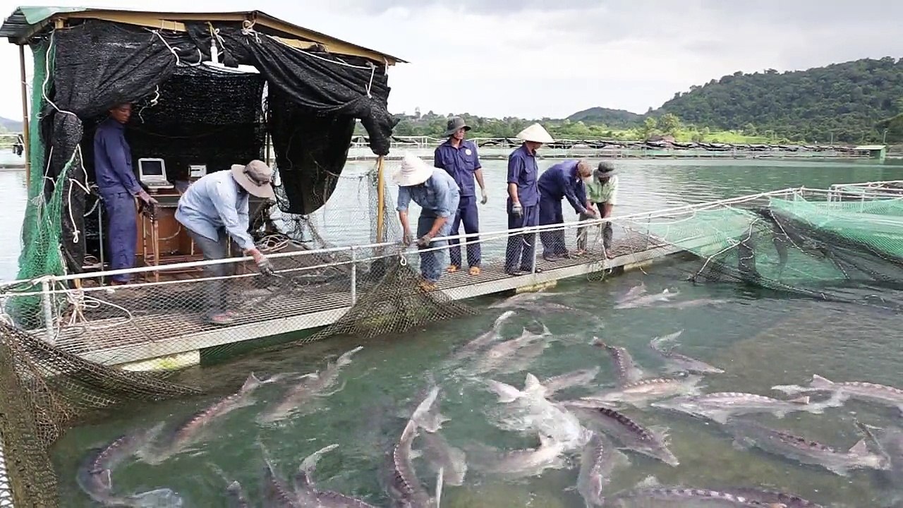 Kaviar-König aus Vietnam erobert Russland