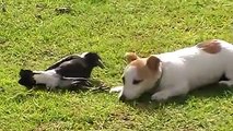 Dog and Crow playing together