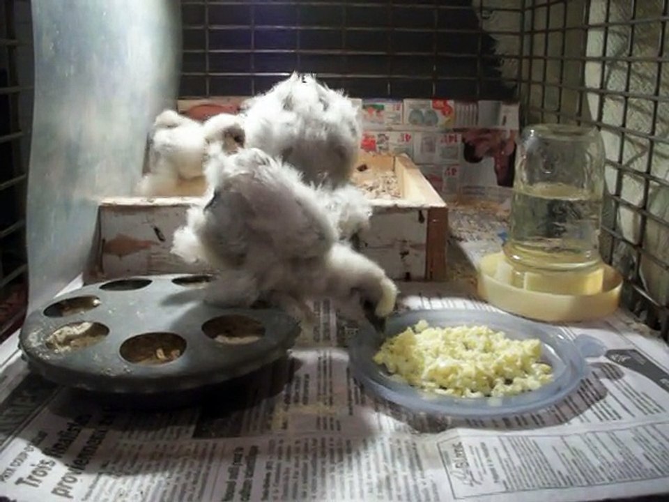 Ptit déjeuner pour mes pioupious.