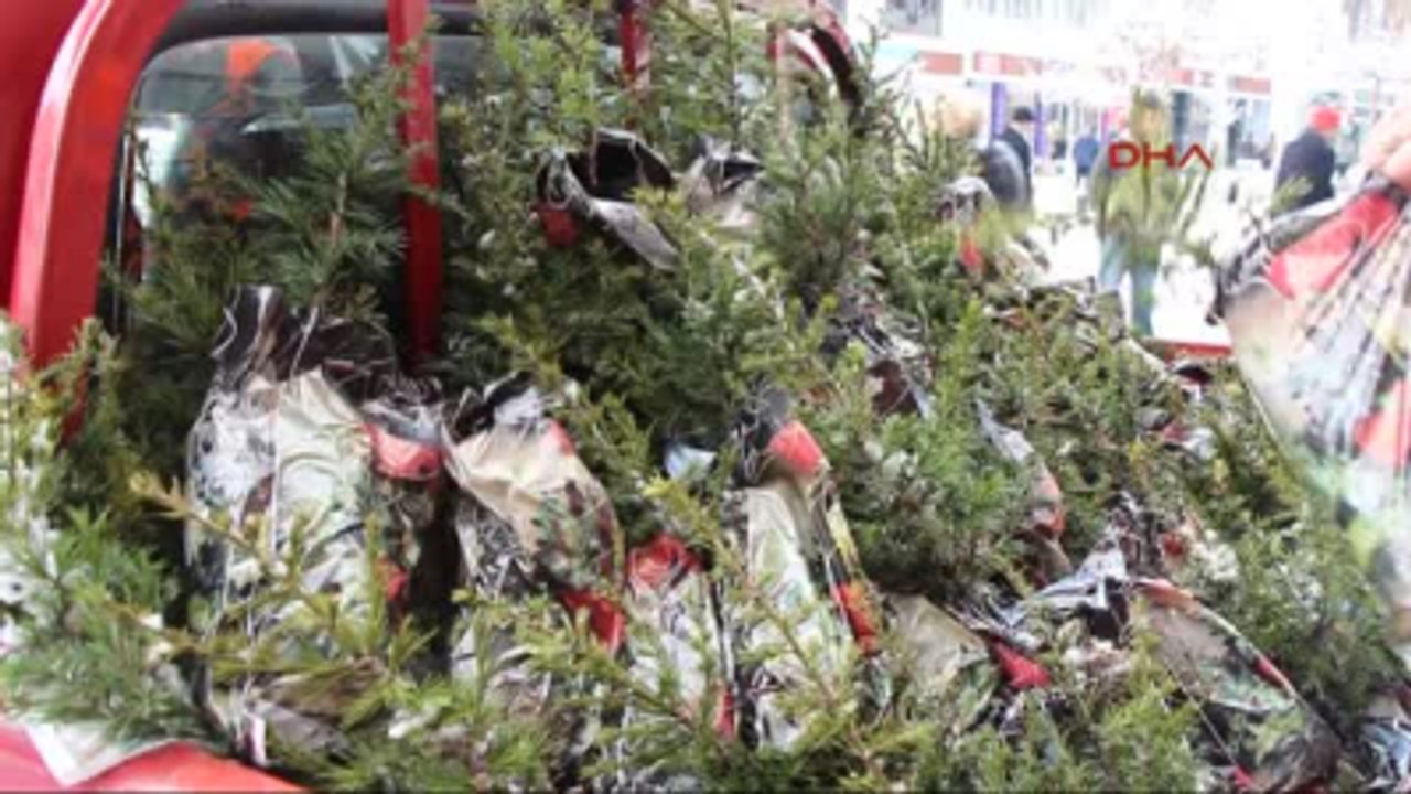 Bolu Ormancıların Yılbaşı Hediyesi Fidan