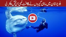 Sun Fish caught in Pakistan
