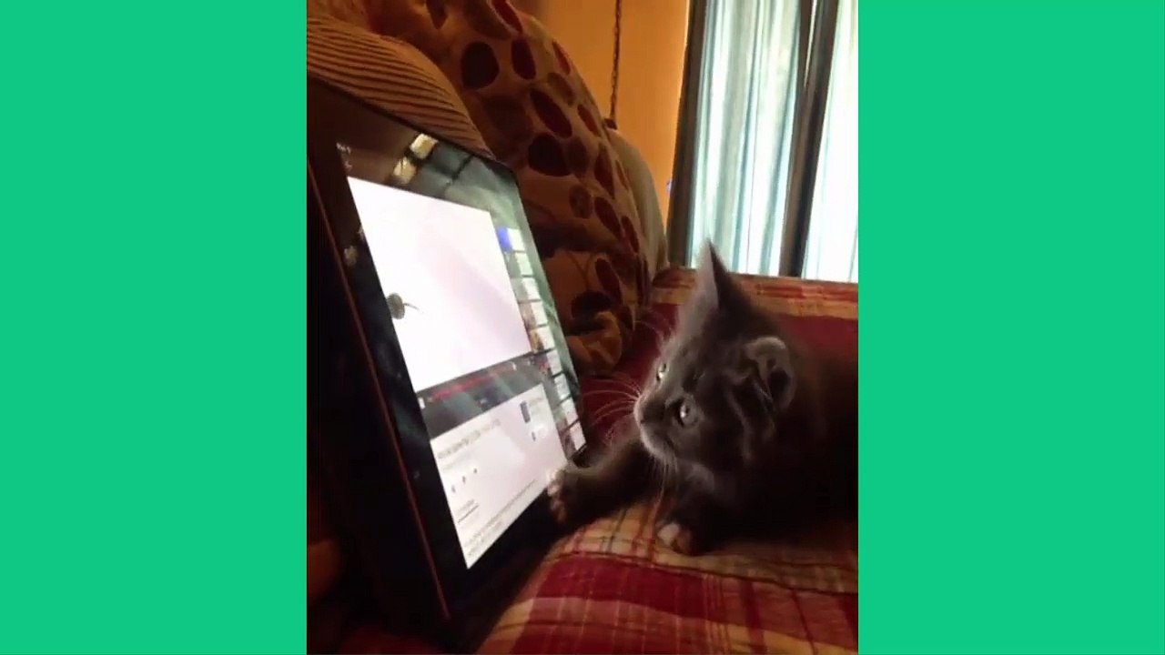 Funny Cat Vine Compilation