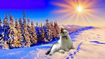 SNOWY, THE ITALIAN CATS-A-NOVA DIVING INTO A  MARSHMALLOW WORLD