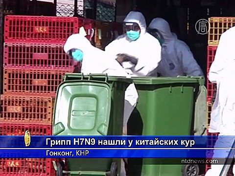 В Гонконге выявили птичий грипп у кур из Китая