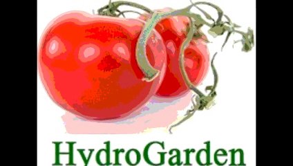 CANNA Fe 0.1% - HydroGarden