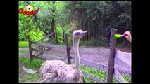 Funny Animals - Funny Animals Caught on Tape