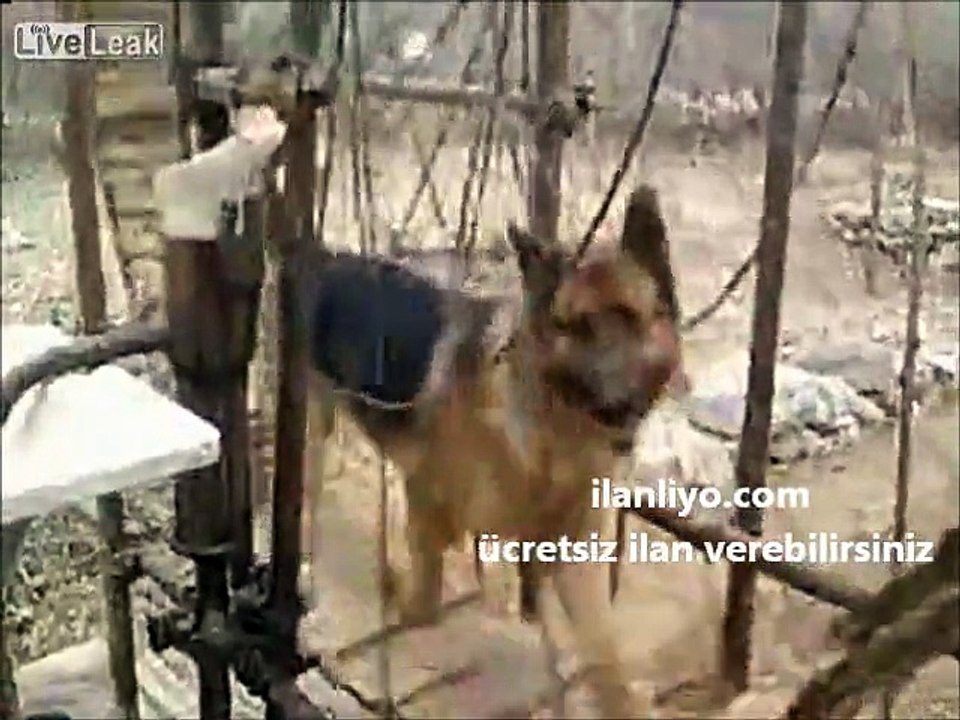 Nehirden Su Pompalayan Köpek