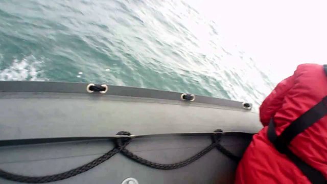 Des dauphins au large d'Arcachon