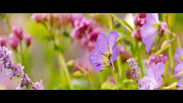 Far from the Madding Crowd TRAILER 1 (2015) - Juno Temple, Matthias Schoenaerts Drama HD
