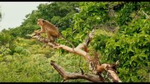 Monkey Kingdom TRAILER 1 (2015) - Disneynature Documentary HD