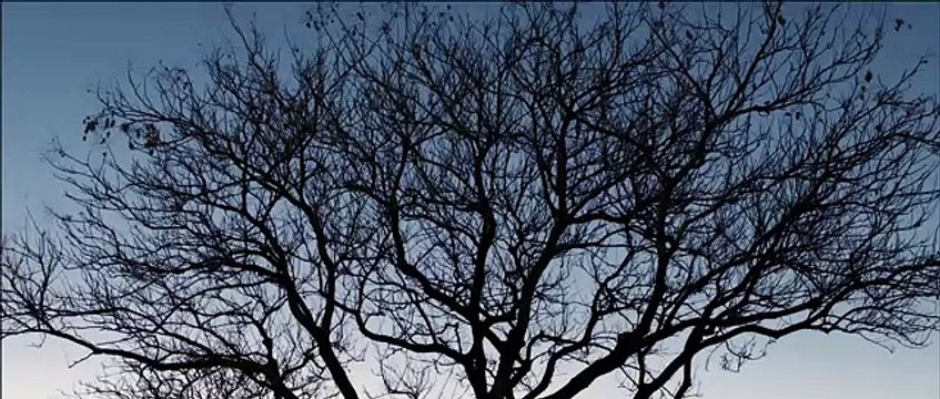 The Babadook Movie CLIP - What Was That Noise I Heard (2014) - Horror Movie HD