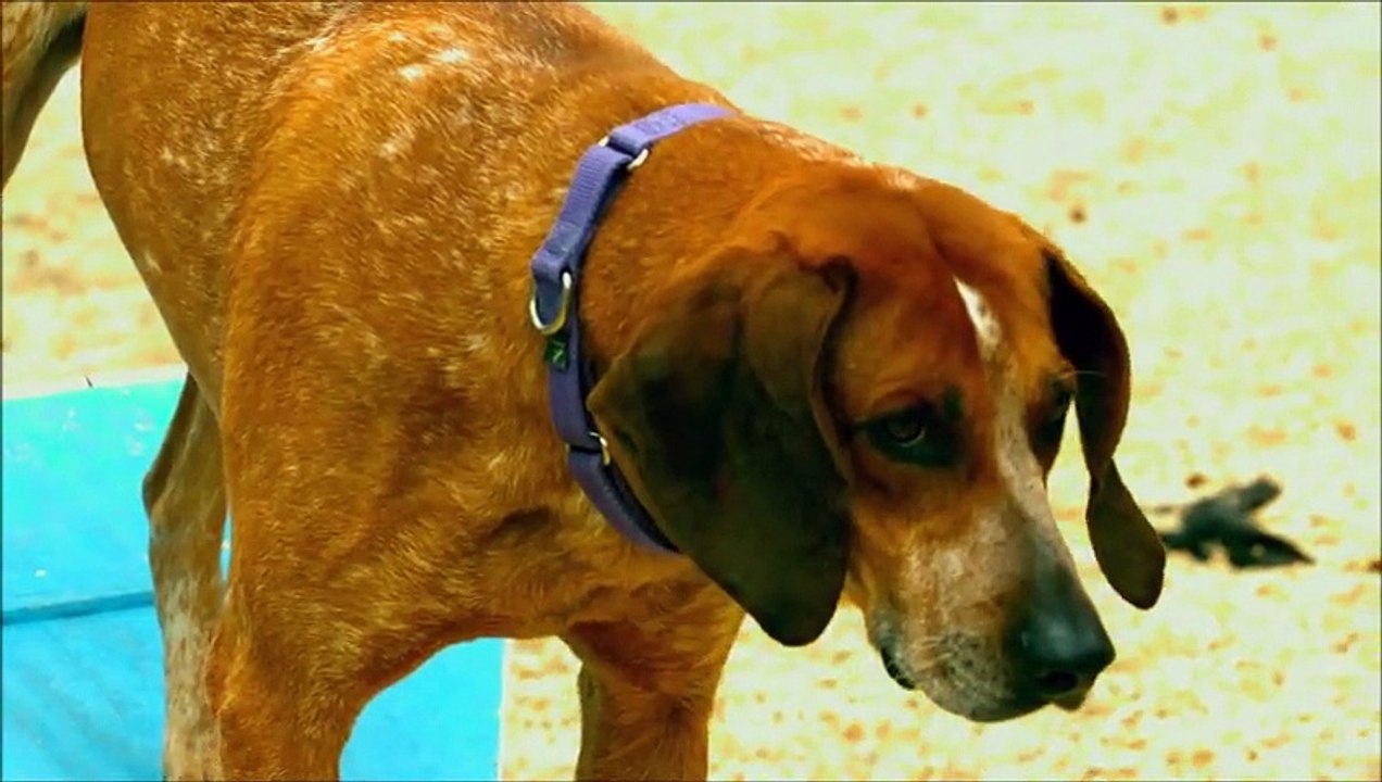 No more uncontrollable dog. No more excuses!