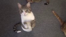 El gato que reza antes de comer