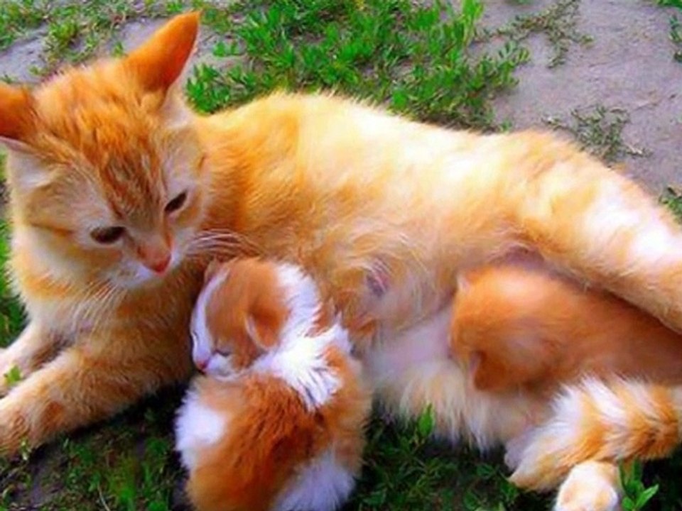 Haftaya Enerjik Başlayalım fuat saka-cilveloy nanayda -- Derule -