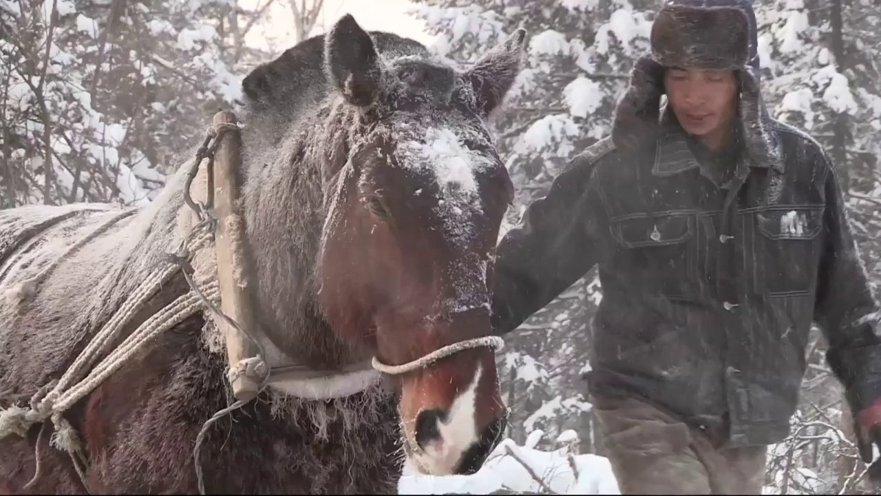 debardage au cheval en chine, en 2014, à Xuexiang