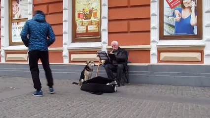 Singing Dog Helps Old Man Making Money