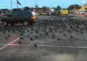 Family Jeep Clears Birds From Parking Lot