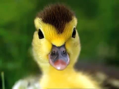 Baby Mozart Discovery Kit Animals Baby Einstein