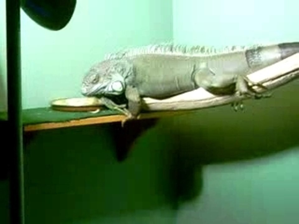 rexou l'iguane