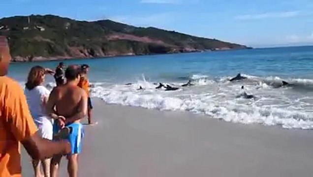 30 golfinhos encalham em praia de Arraial do Cabo. E ocorre um resgate inimaginável.