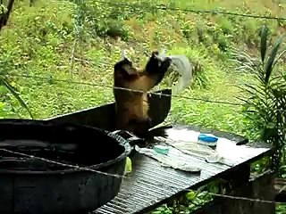 Macaquinha lavando roupa