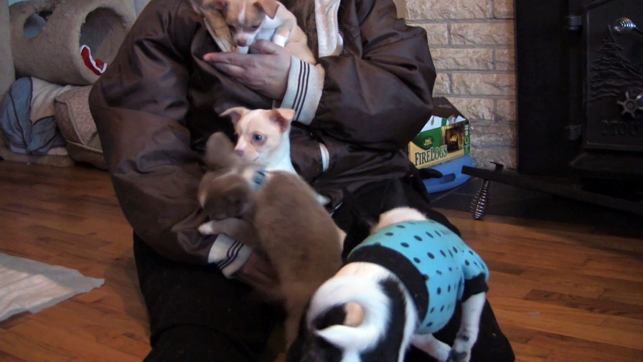 Chihuahua Puppies 3