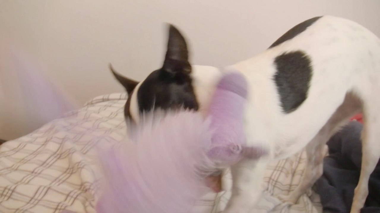 Dot Puppy 3: The Purple Cow on the Bed (With Chico)