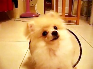 Very Funny White Pomeranian Puppy