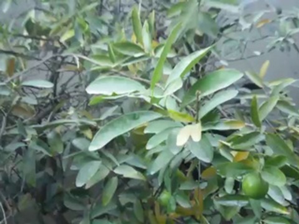 Samsung Galaxy S5 Mini Camera Test 1080p HD