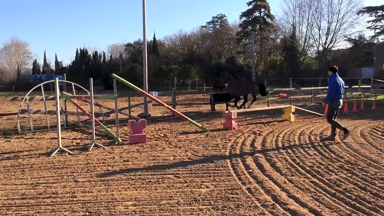 Andiamo X Contender 4ans