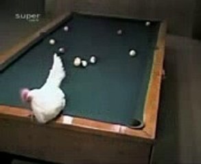Chicken Playing Billards
