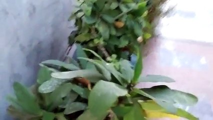 HTC Desire EYE vs Nexus 5 1080p Camera Test-HD