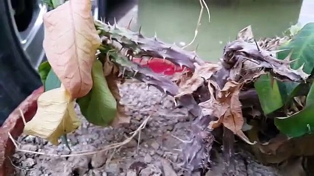 HTC Desire EYE vs Samsung Galaxy Note 4 1080p Camera Test-HD