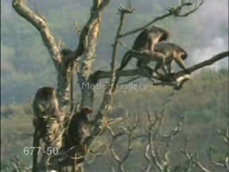 Funny Monkey love